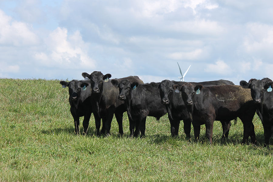 2 month old cows